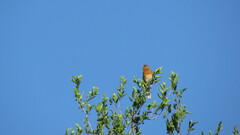 Microspingus erythrophrys