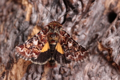 Anarta myrtilli