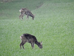 Capreolus capreolus