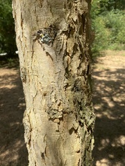 Vachellia sieberiana