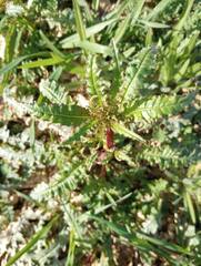 Eulobus