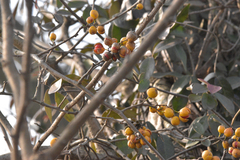 Celastrus orbiculatus