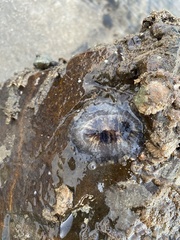 Scutus unguis
