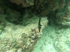 Nembrotha kubaryana