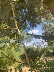 Vachellia sieberiana