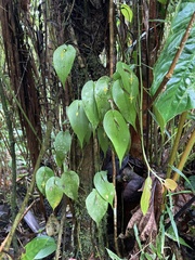 Pleurothallis prolaticollaris