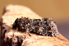 Callopistria latreillei