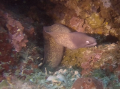 Gymnothorax thyrsoideus