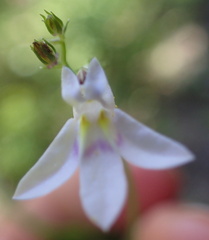 Lobelia pteropoda