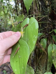 Pleurothallis prolaticollaris