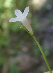 Lobelia pteropoda