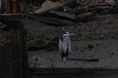 Ardea herodias