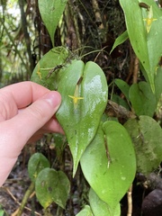 Pleurothallis prolaticollaris