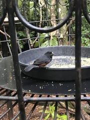 Sporophila angolensis