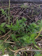 Echium rosulatum