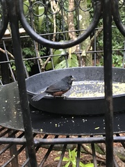 Sporophila angolensis