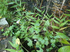 Lobelia pteropoda