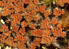 Azolla pinnata