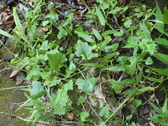 Lobelia pteropoda