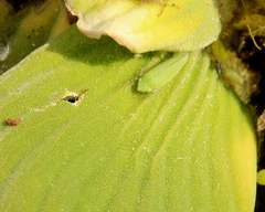 Draeculacephala inscripta