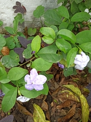 Brunfelsia pauciflora