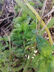 Echium rosulatum