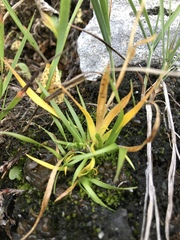 Tofieldia calyculata