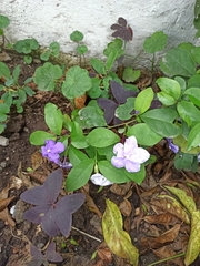 Brunfelsia pauciflora