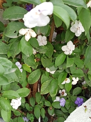 Brunfelsia pauciflora