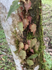 Gobenia
