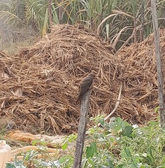 Cacomantis merulinus