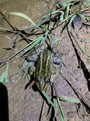 Leptodactylus luctator