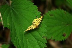 Pseudopanthera macularia