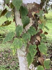 Gobenia