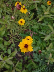 Coreopsis tinctoria