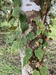 Gobenia