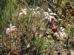 Lachenalia polyphylla