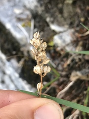 Tofieldia calyculata
