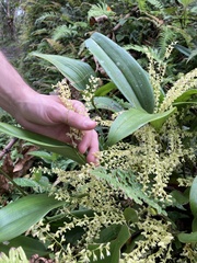 Stelis