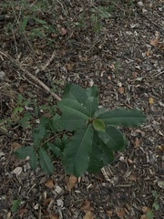 Photinia serratifolia