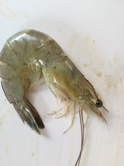 Penaeus setiferus