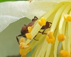 Stictoponera bicolor