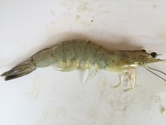 Penaeus setiferus