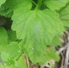 Lobelia cliffortiana