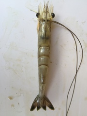 Penaeus setiferus