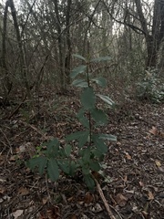 Photinia serratifolia