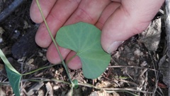 Cissampelos torulosa