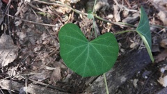 Cissampelos torulosa