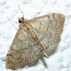 Anania verbascalis