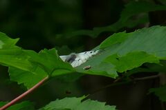 Parnassius mnemosyne